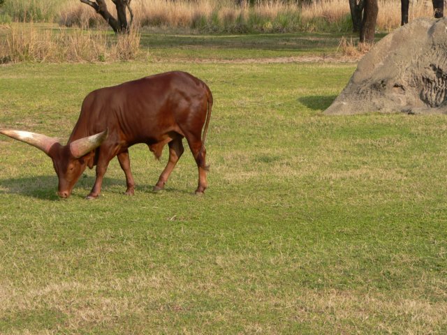 p1000896.jpg